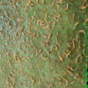 bánh tráng ruốc biển