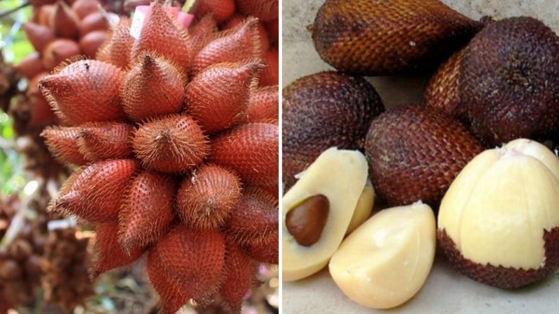 mây gai châu đốc